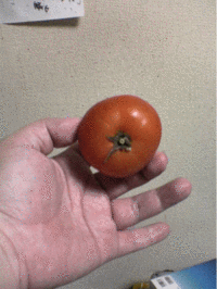 tomato.gif